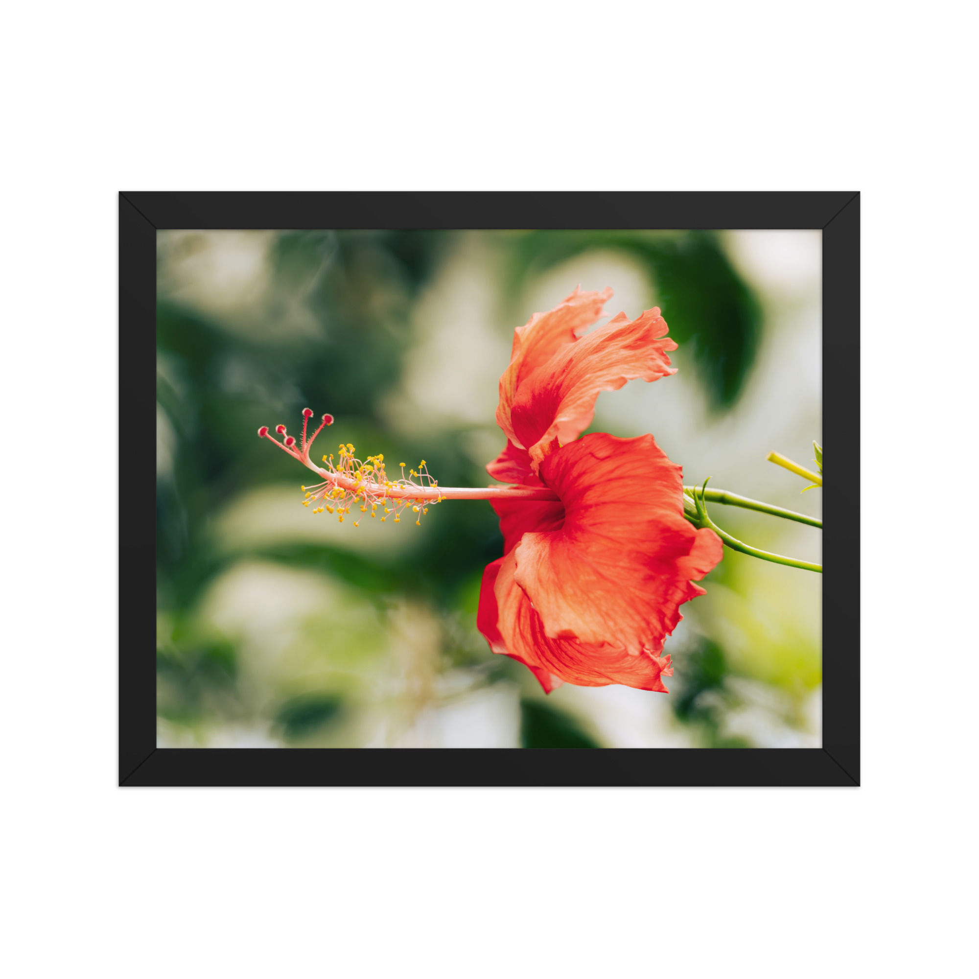 Vibrant Red Hibiscus Bloom Framed Wall Art Print