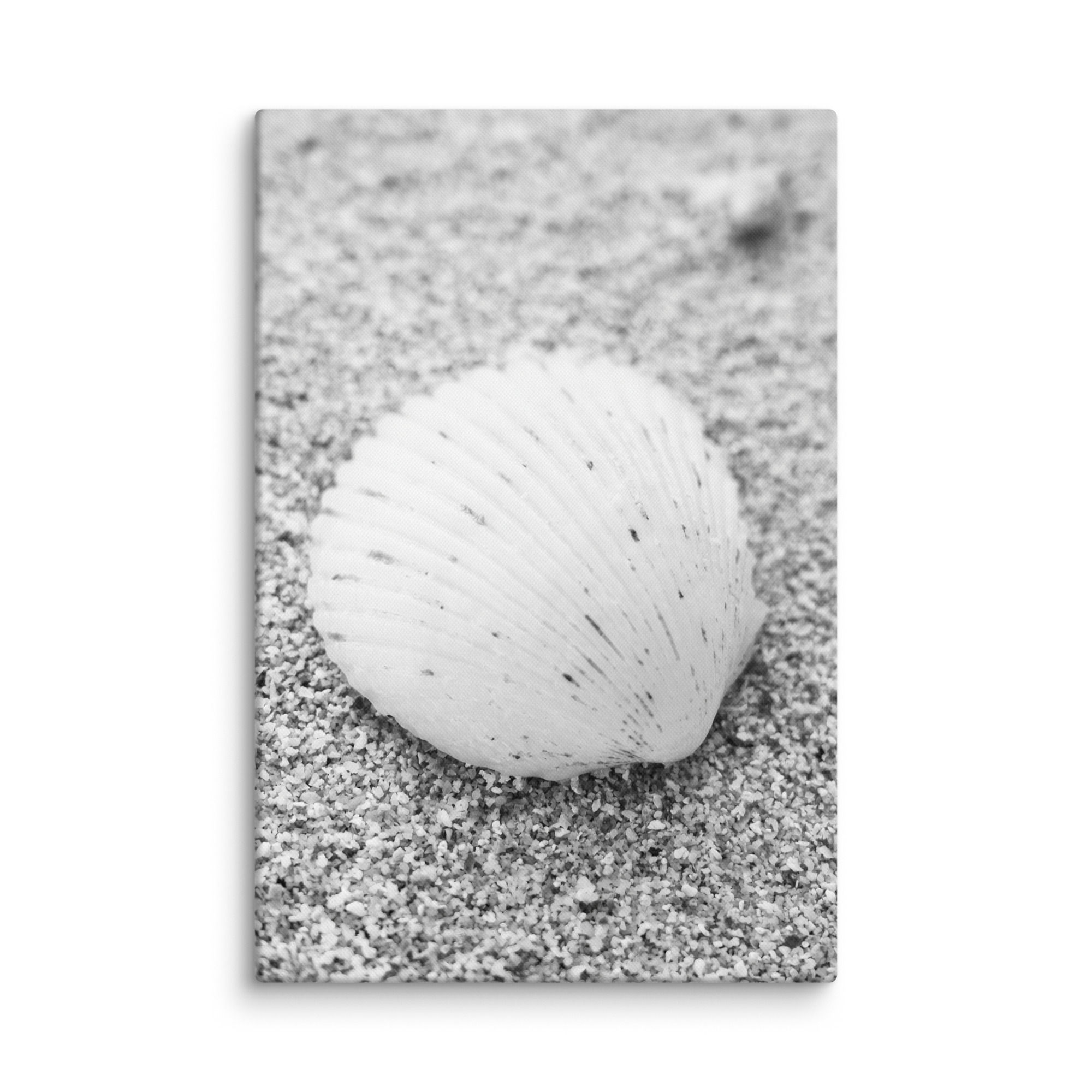 Solitary Scallop in Monochrome Sand – Canvas Wall Art