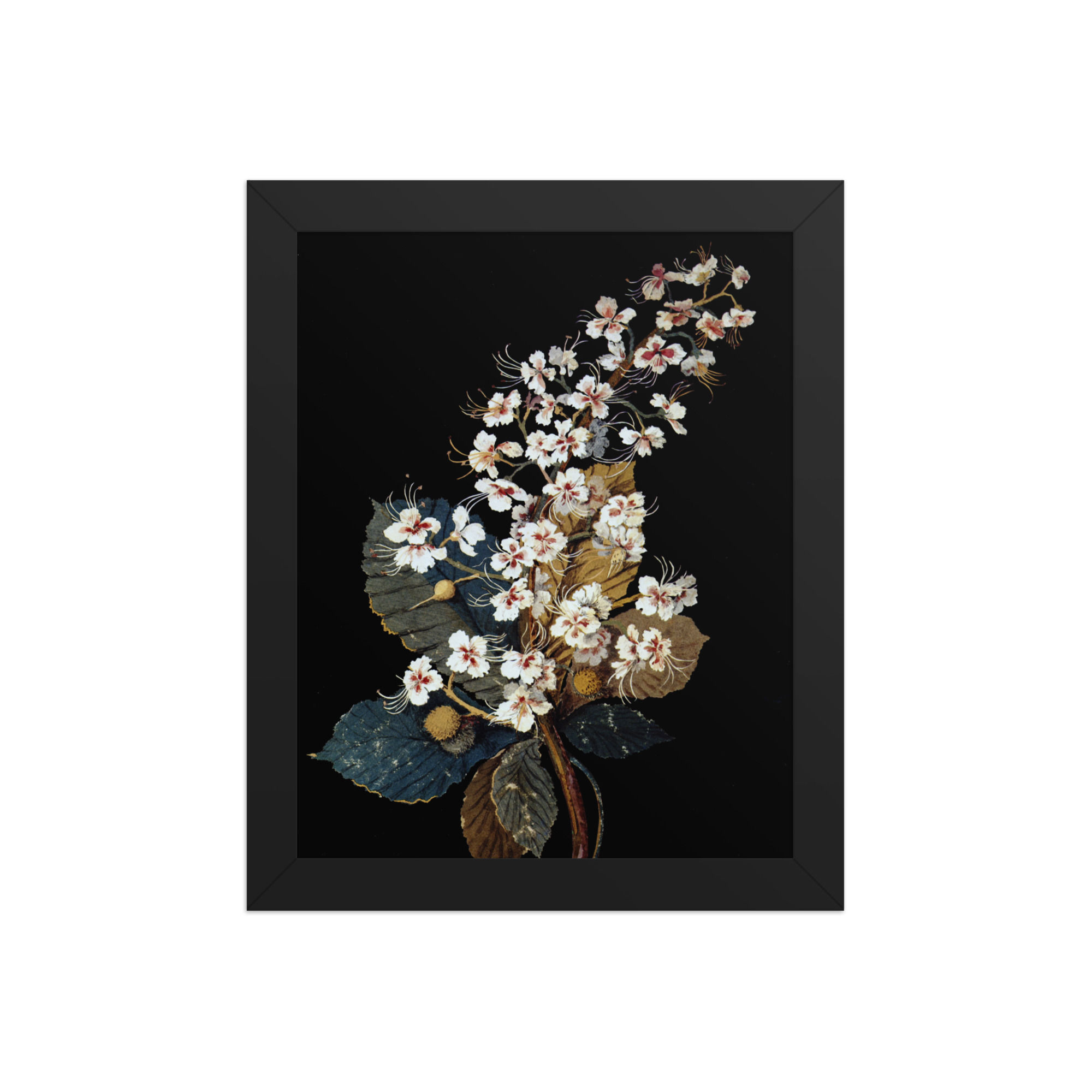 Mary Delaney | 1700-1788 | flower viii
