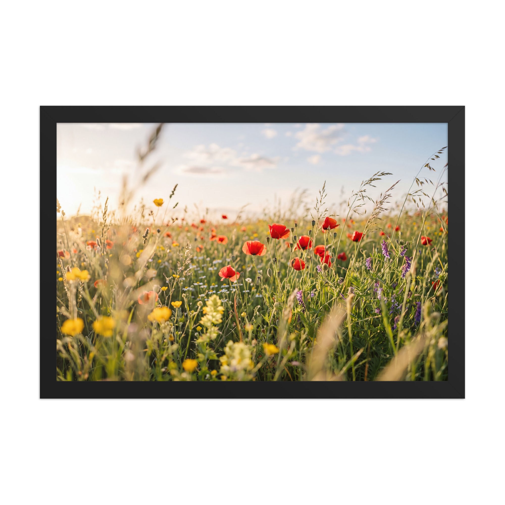 Meadowlight — Summer Wildflower Field (Framed)