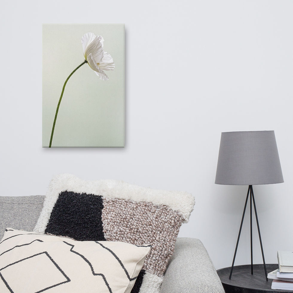 Thumbnail: White Poppy Minimalist Canvas - Elegant Botanical Photography Wall Art