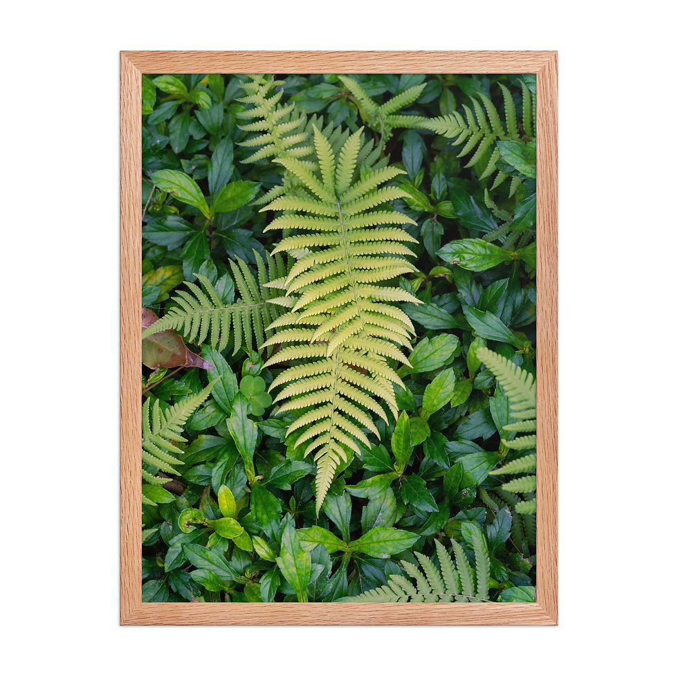 Thumbnail: Spring Ferns | Framed Photo Print | Nature | Photography | Outdoors