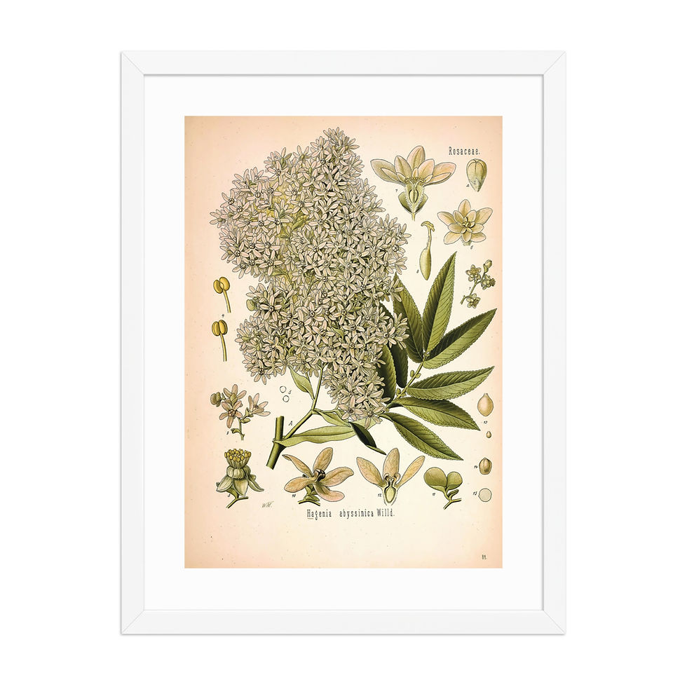 Thumbnail: African Redwood Hageria Abyssinica Framed Poster