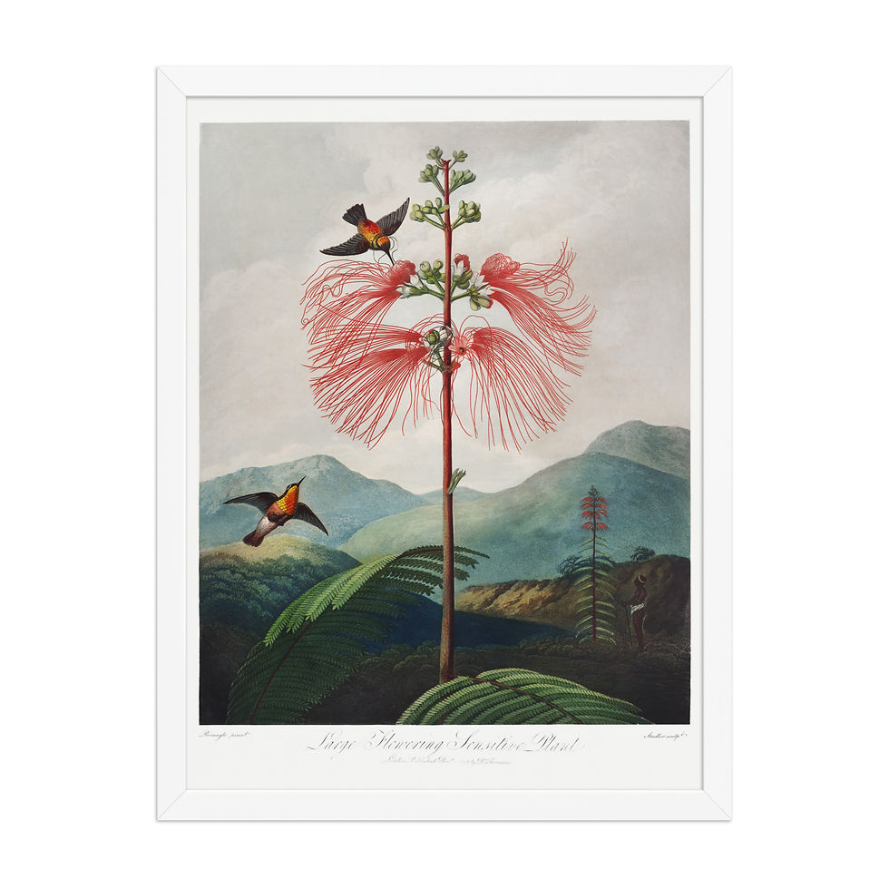 Thumbnail: Framed Botanical Illustration For Gardenersmed poster