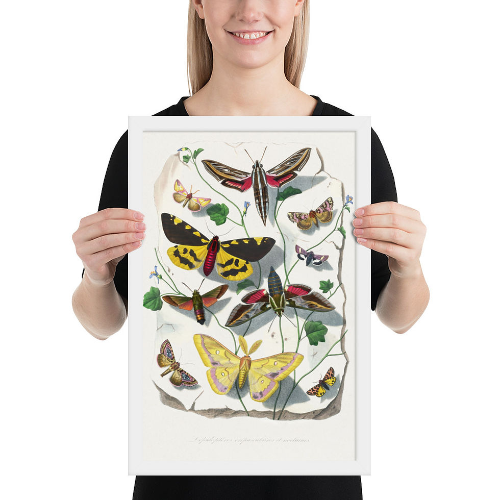 Thumbnail: Moths | Framed Art Living Room - Elegant Pieces