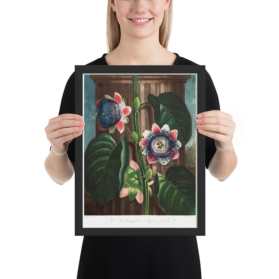 Thumbnail: Framed Botanical Illustration - Elegant Nature Wall Art for Home Decor