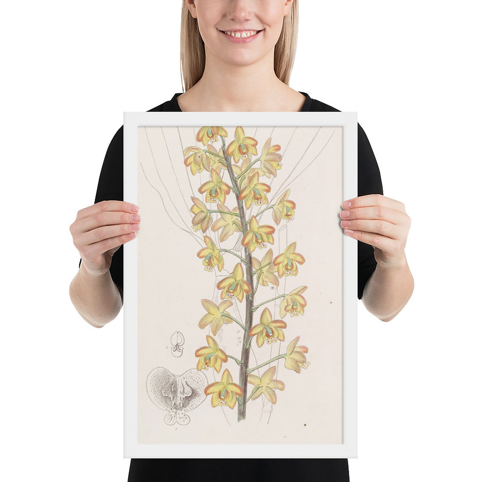 Thumbnail: Two-Lobed Eriops Classic Framed Botanical Print