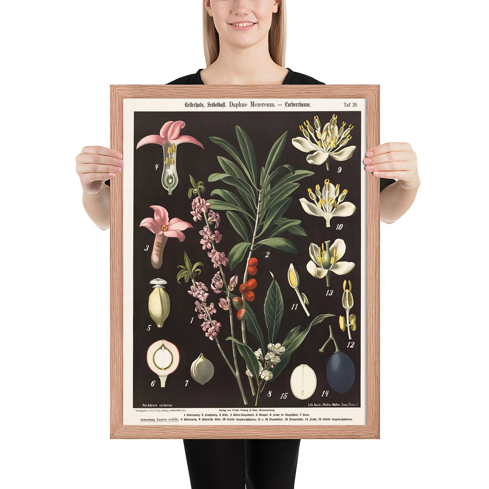 Thumbnail: Framed Botanical Illustrations - Stylish Wall Art for Home Decor