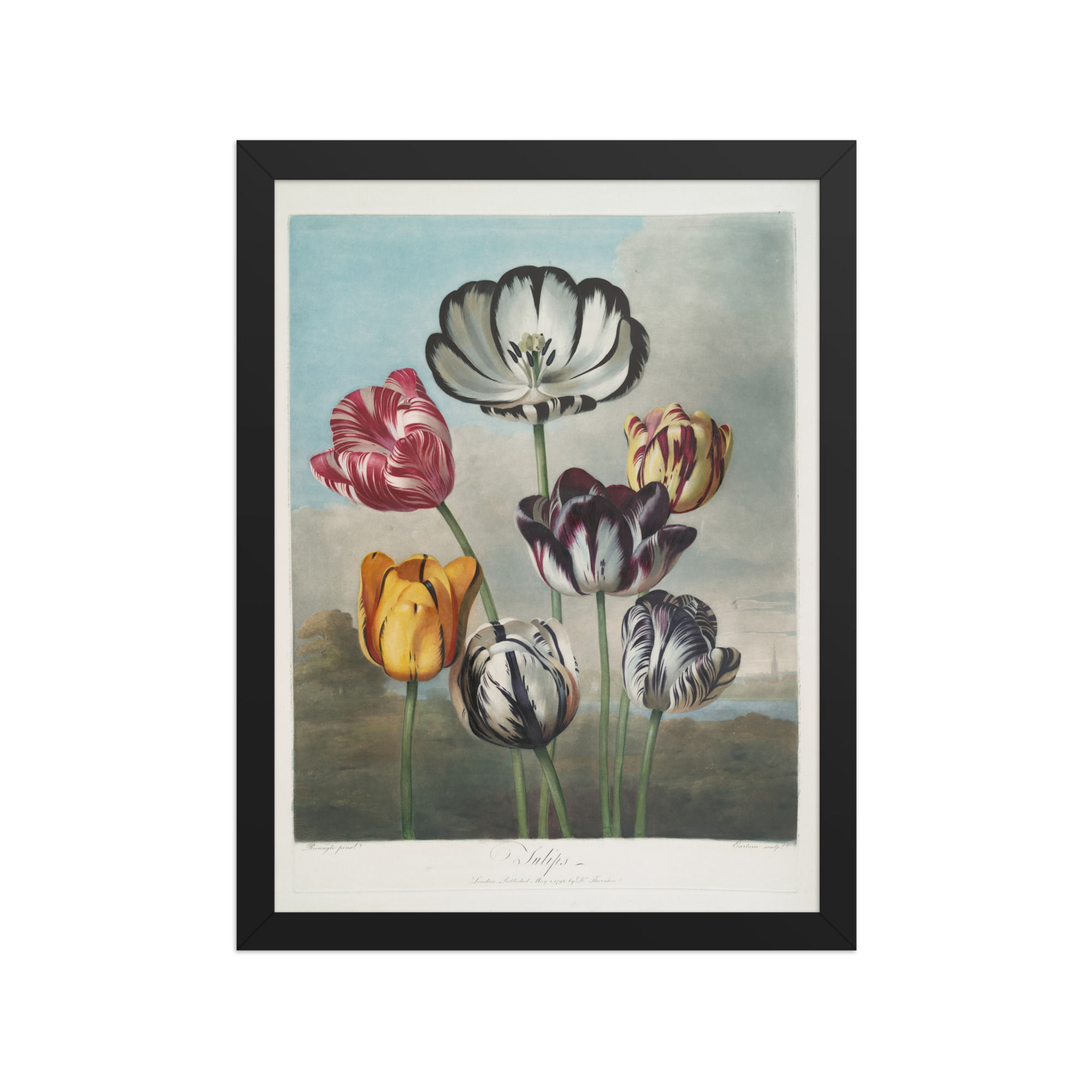 Group of Tulips 1799-1807 Framed Wall Art