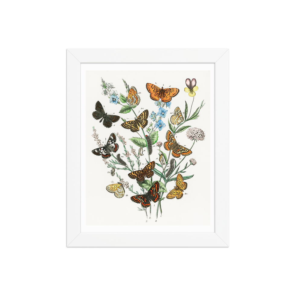 Thumbnail: Burst of Butterflies Framed Print | Vintage Insect Wall Decor
