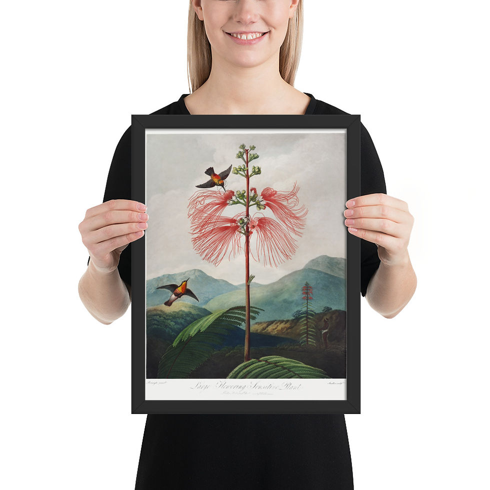 Thumbnail: Framed Botanical Illustration For Gardenersmed poster