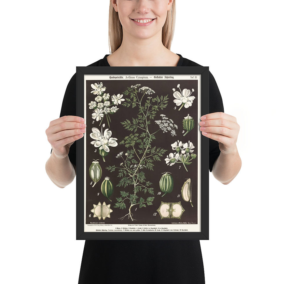 Thumbnail: Framed Botanical Illustrations - Stylish Wall Art for Home Decor