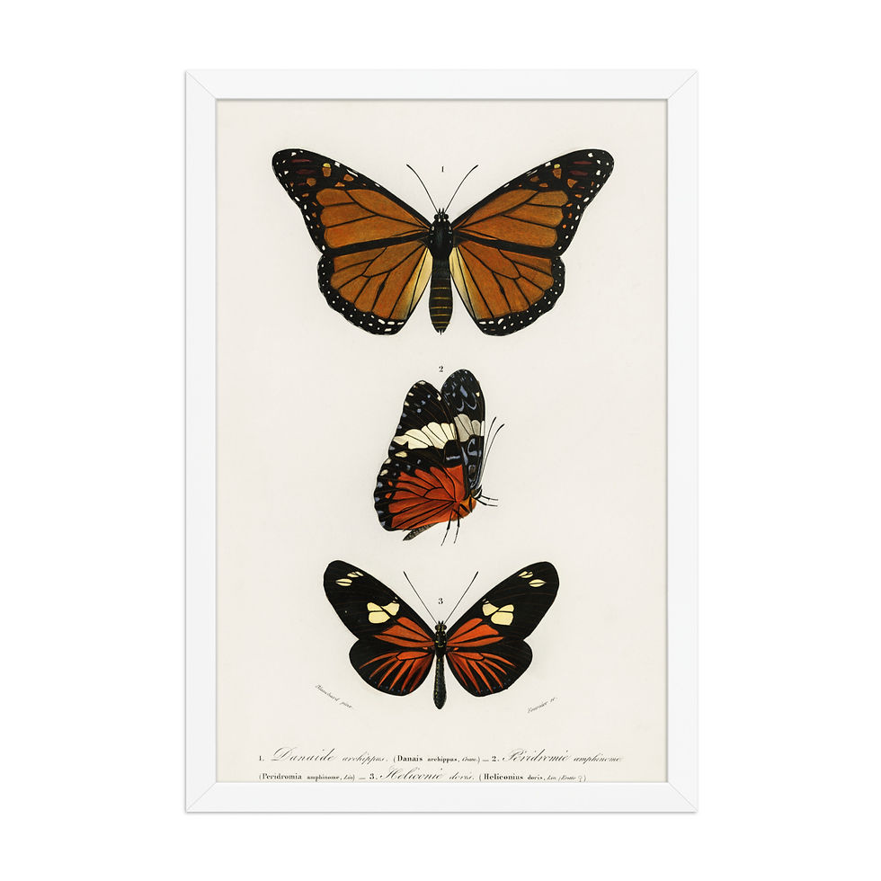 Thumbnail: Oleander Hawk-moth Vintage Butterfly Study Art Print