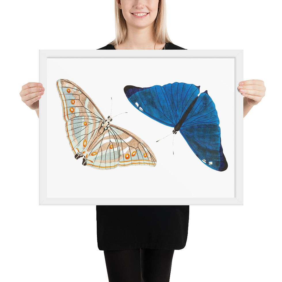 Thumbnail:  A Thousand Butterflies: Framed Natural Butterfly Illustration
