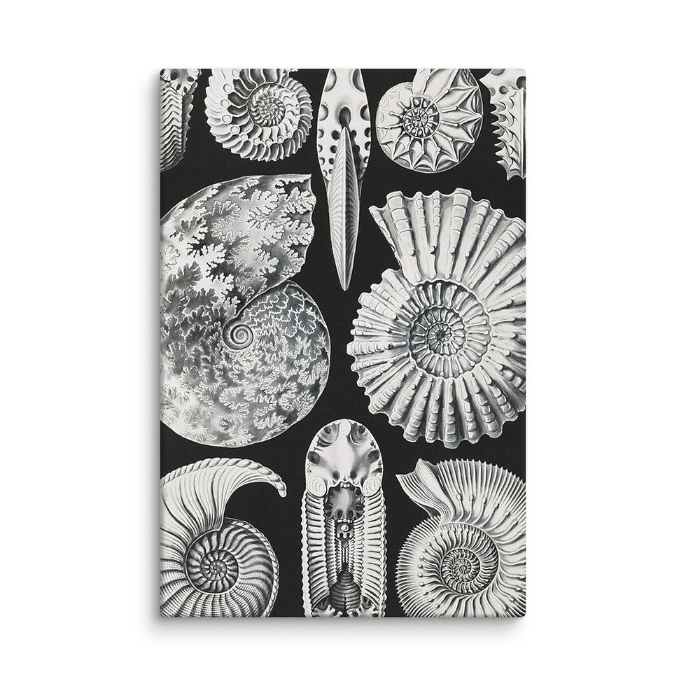Thumbnail: Ernst Haeckel Ammonitida Shell Study Canvas Print