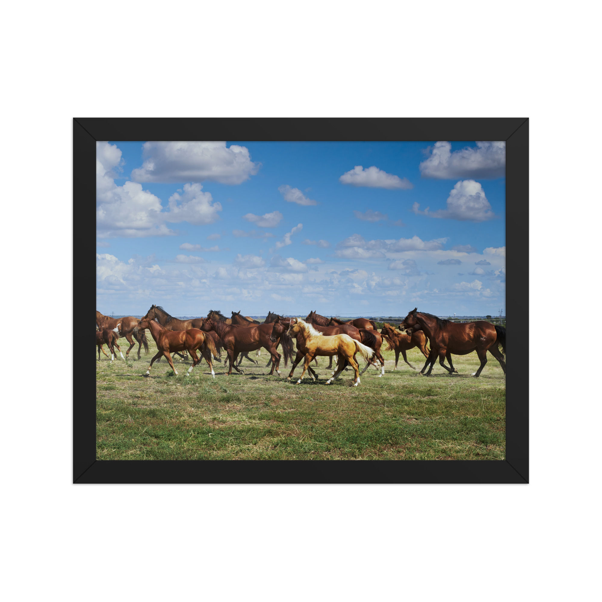 Wild Freedom Wall Art: Galloping Herd