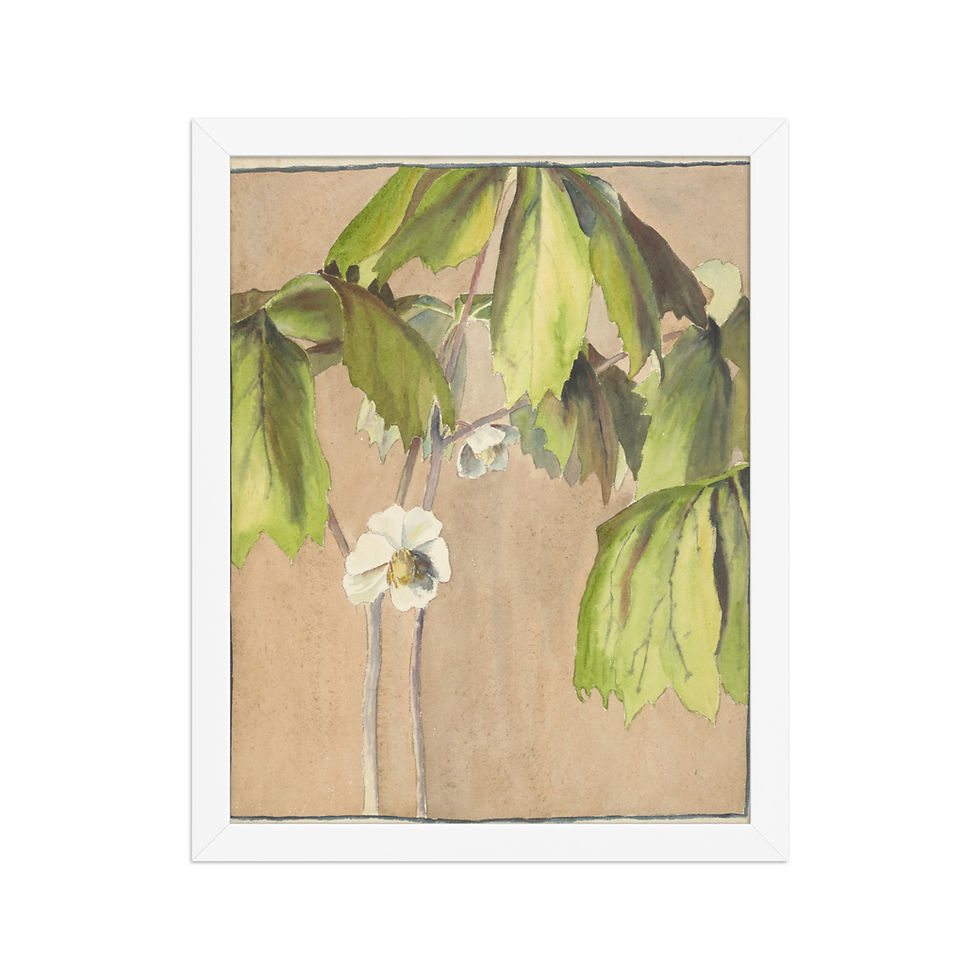 Thumbnail: May Apple Vintage Style Botanical Framed Print