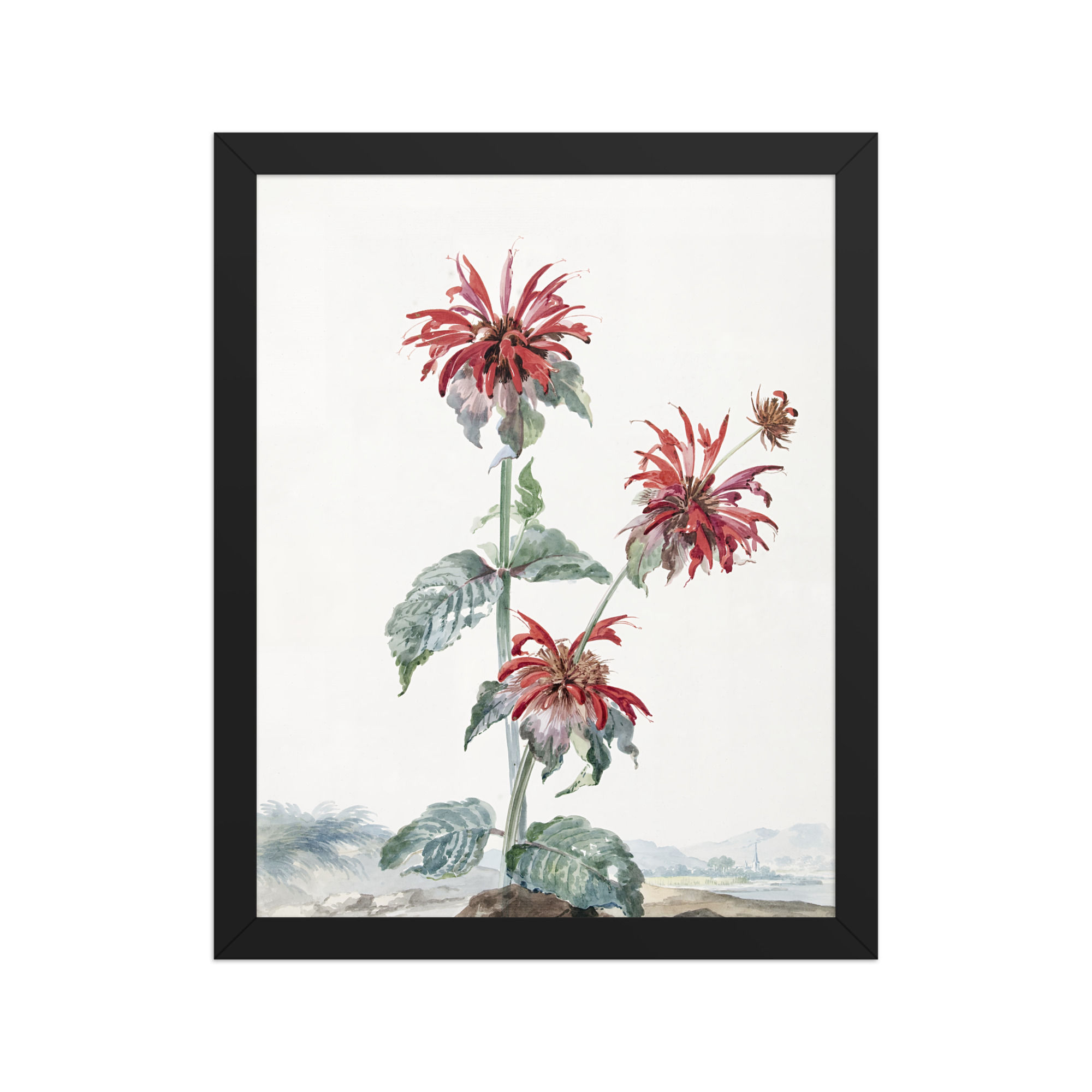 Framed Aert Schouman Bee Balm botanical print, red flowers on neutral background, Frameifi, framed art, wall art, framed wall art, framed poster.