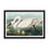 Thumbnail: John James Audubon Birds of America