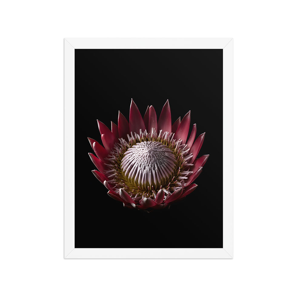 Thumbnail: Protea Flower on Black Framed Art Print by Frameifi, framed poster, wall art, a single dusty pink protea flower on a black background.