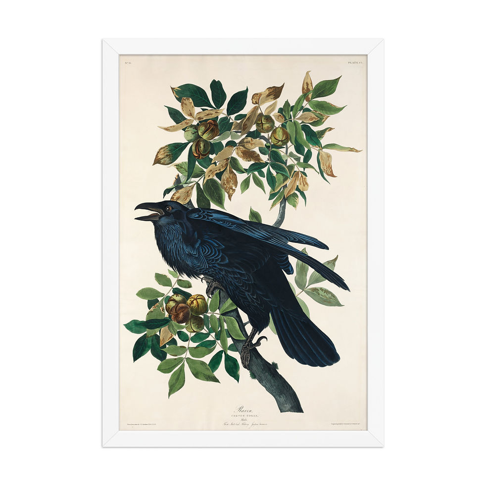 Thumbnail: John James Audubon — Elegant Framed Bird Plate