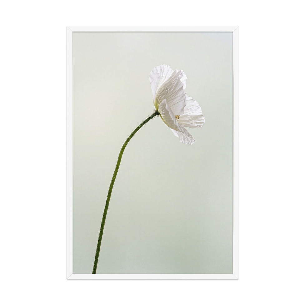 Thumbnail: Poppy Grace — Single White Poppy — Framed Print