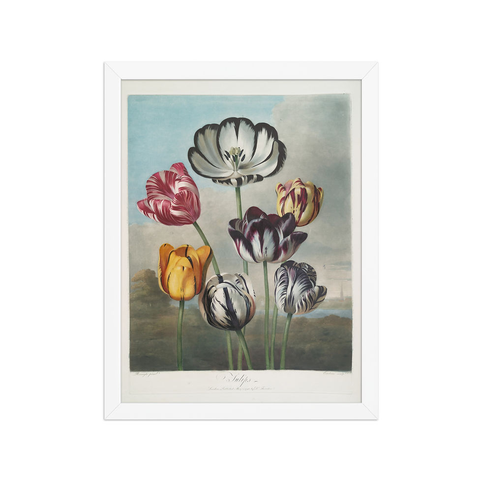 Thumbnail: Group of Tulips 1799-1807 Framed Wall Art
