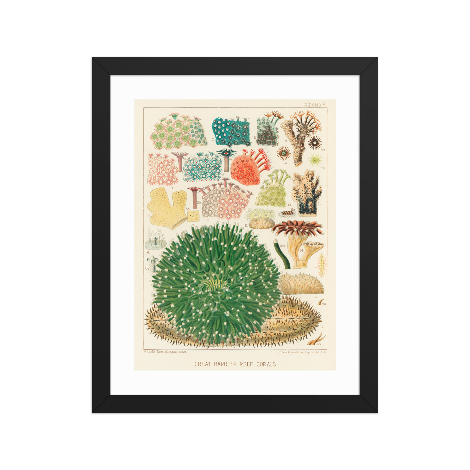 Great Barrier Reef William Saville-Kent Biophilic Print
