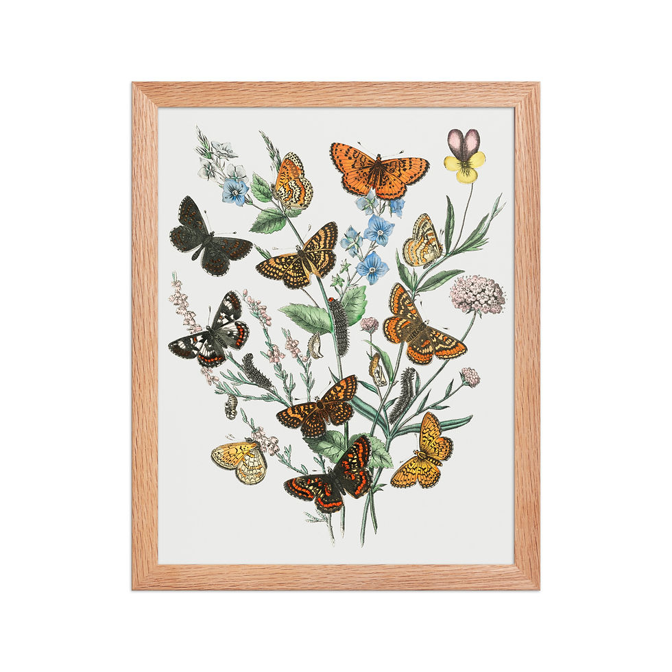 Thumbnail: Butterflies | Framed Art for Living Room Decor