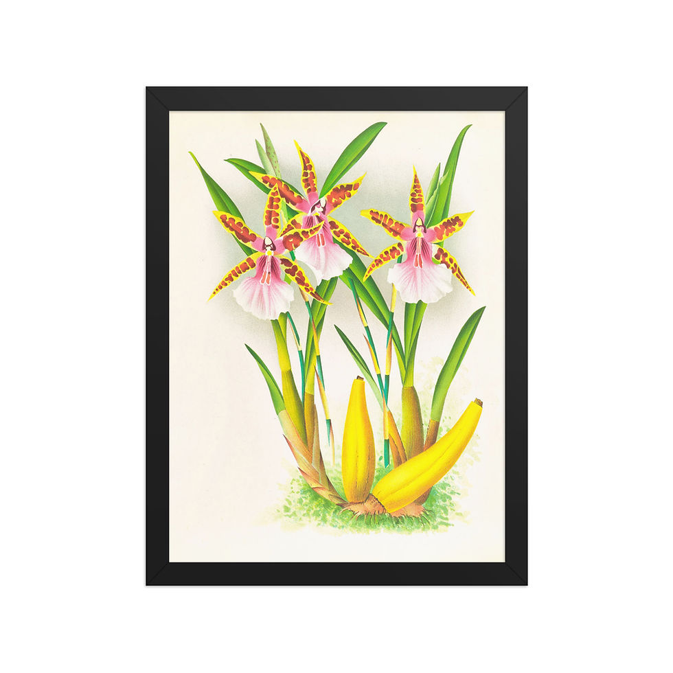 Thumbnail: Miltonia Blunti Vintage Style Botanical Framed Print