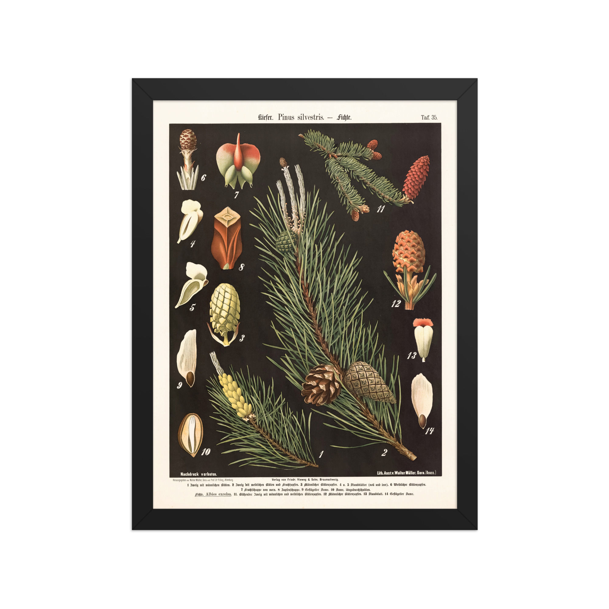 Framed Botanical Illustrations - Stylish Wall Art for Home Decor