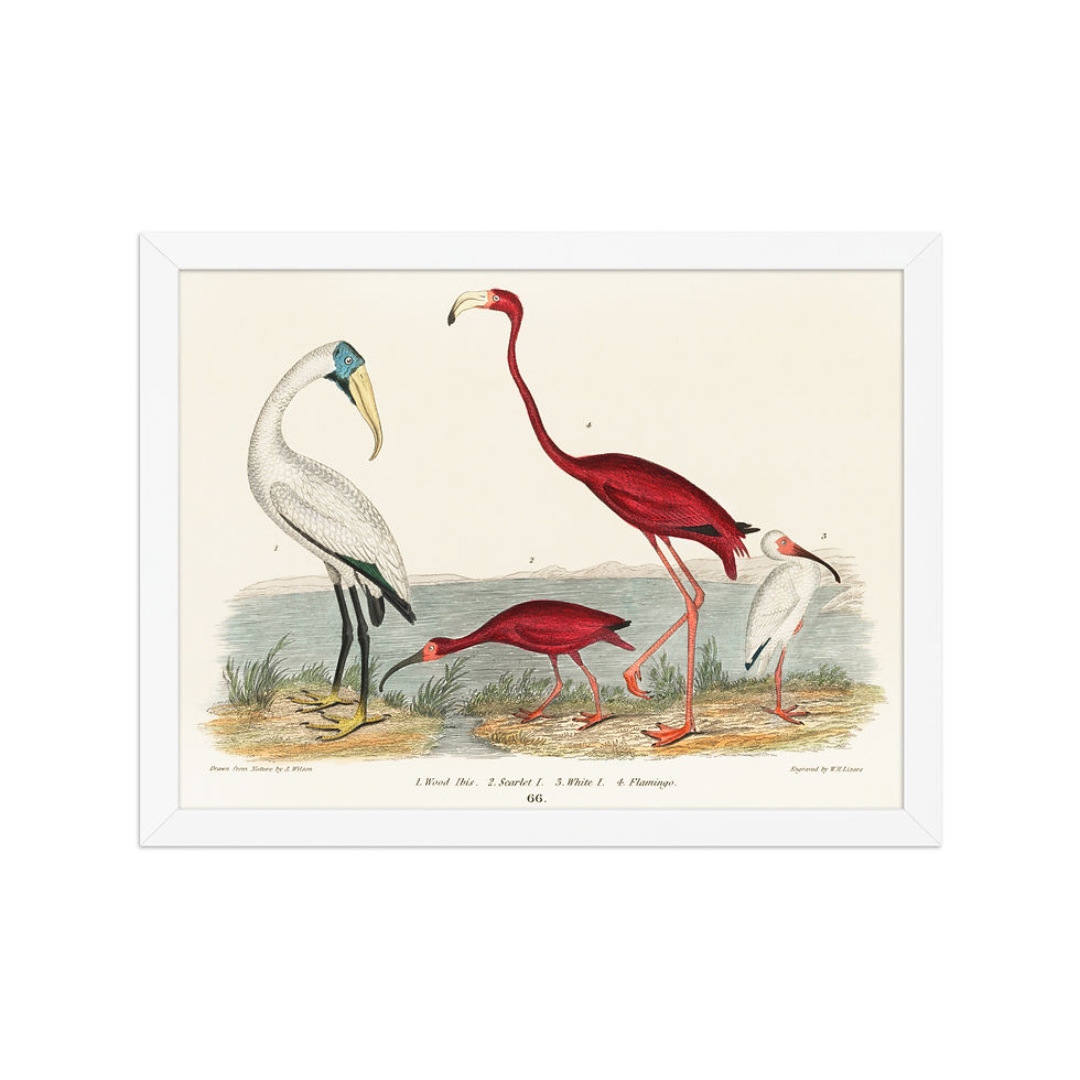 Thumbnail: Framed Bird Art for Elegant Interiors | Classic Avian Wall Decor