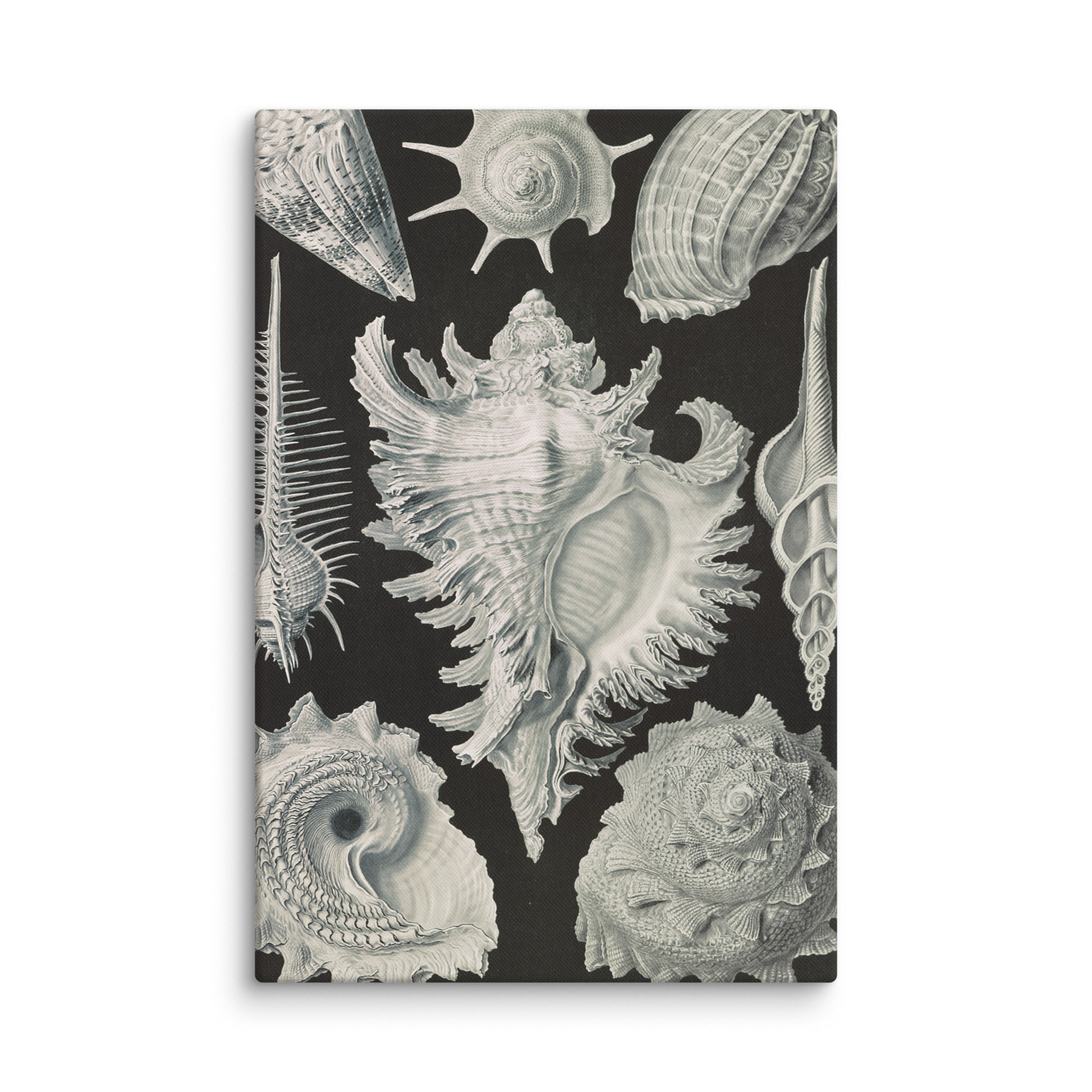 Ernst Haeckel Gastropoda Sea Shell Canvas Print