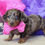 Thumbnail: Dana Awesome Little Mini Dachshund Girl!