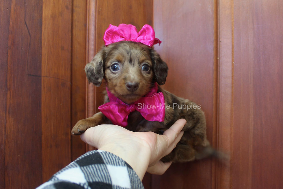 Thumbnail: Dancie Playful Eye Catching Little Mini Dachshund Girl!