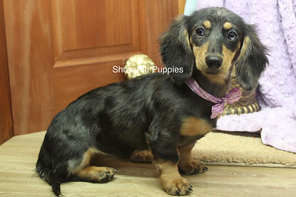 Josie_005.jpg