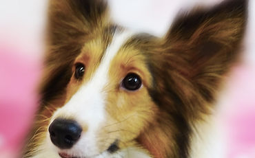 ペットサロンエムズCM:「移転オープン篇」撮影メイキング