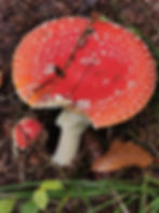 A Fly Agaric Mushroom found in Wiesbaden´s forst