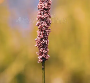 Broomrape