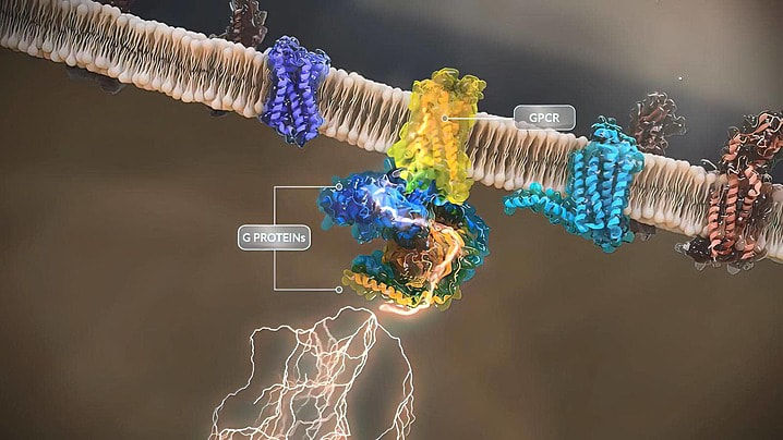 GPCR Receptors