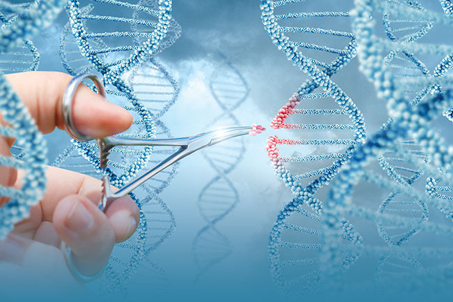 Horizontal gene transfer through introners