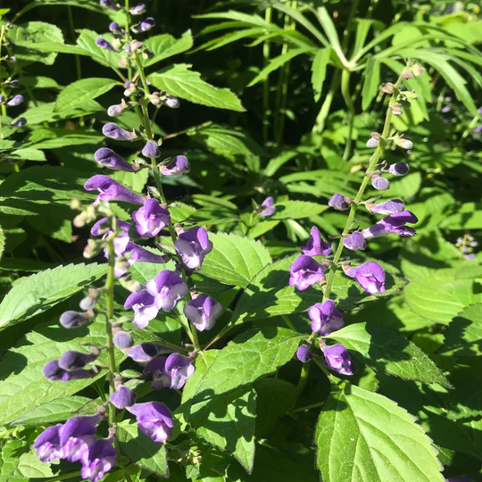 purple flowers on one side of skullcap stem
