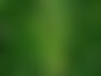 Nutritive Herbs for Better Health