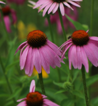 Echinacea Monograph