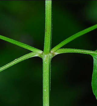 close up of leaf connecting to stem of the skullcap plant