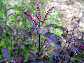 Rama Tulsi