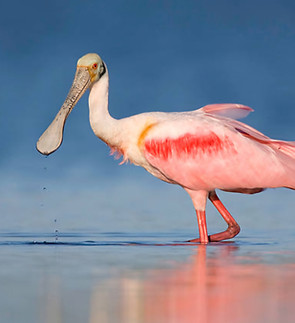 espatula rosada (1).jpg