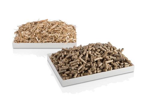 Miscanthus.jpeg