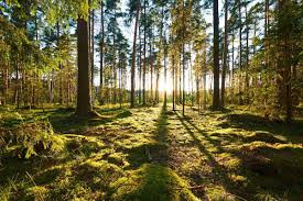 Environment Is Everything