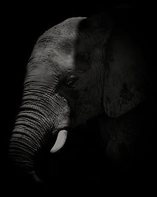 A black and white photograph of an African Elephant's face in profile with a single spotlight from above